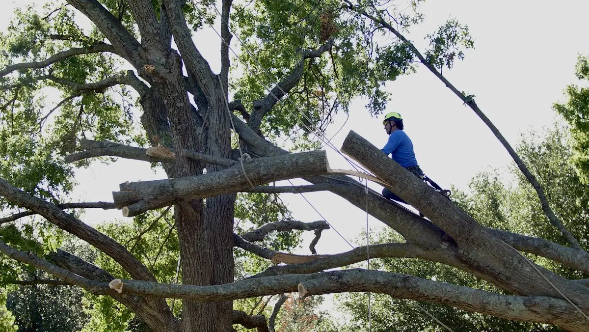 Professional Hazardous Tree Removal performed by certified arborists in Collinsville