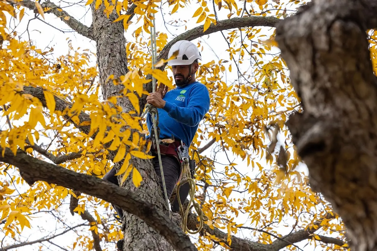 Skilled Tree Pruning crew working in Collinsville