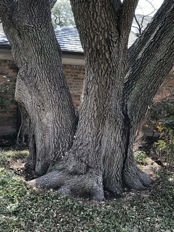 Mature heritage tree close to a Collinsville property cared for by certified arborists